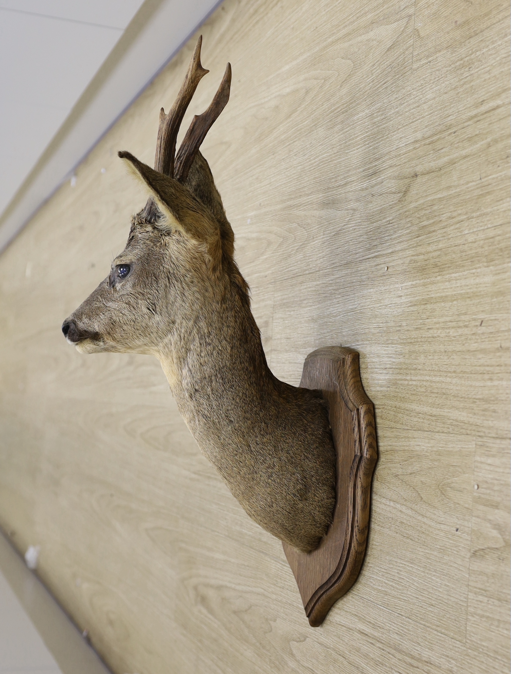 A pair of taxidermy deer heads, mounted on shield shaped plaques, approximately 65cm high